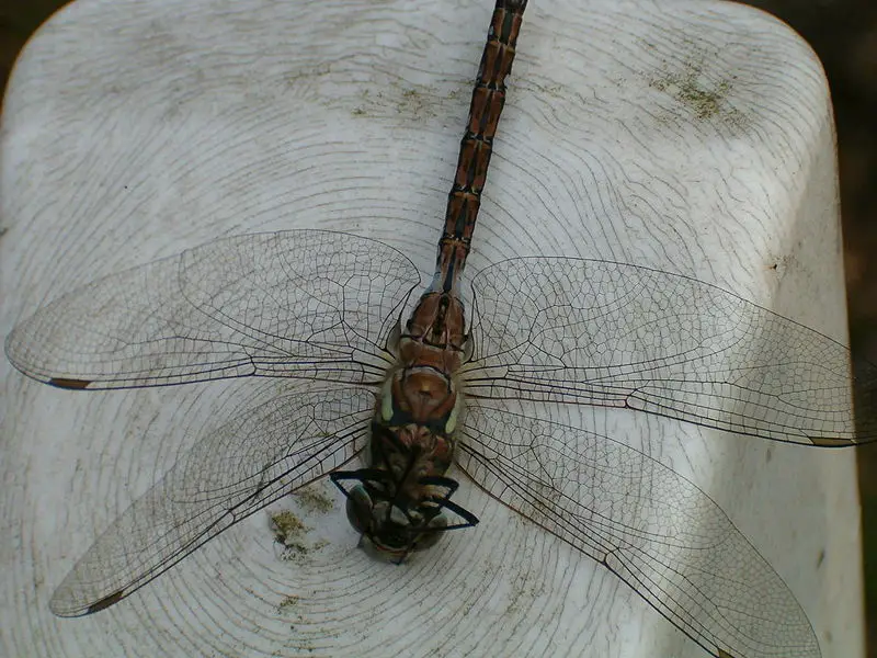 File:Hpim4311.jpg