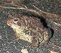 Thumbnail for version as of 20:40, 12 August 2007