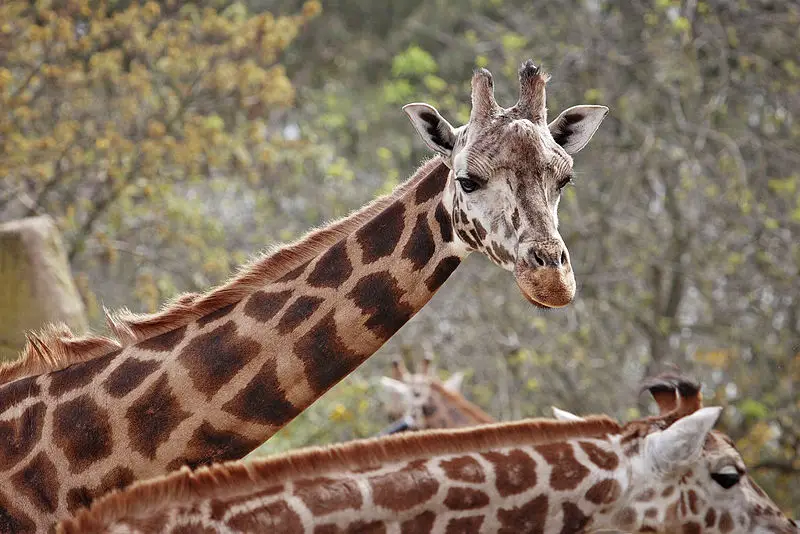 File:Giraffe05 - melbourne zoo.jpg