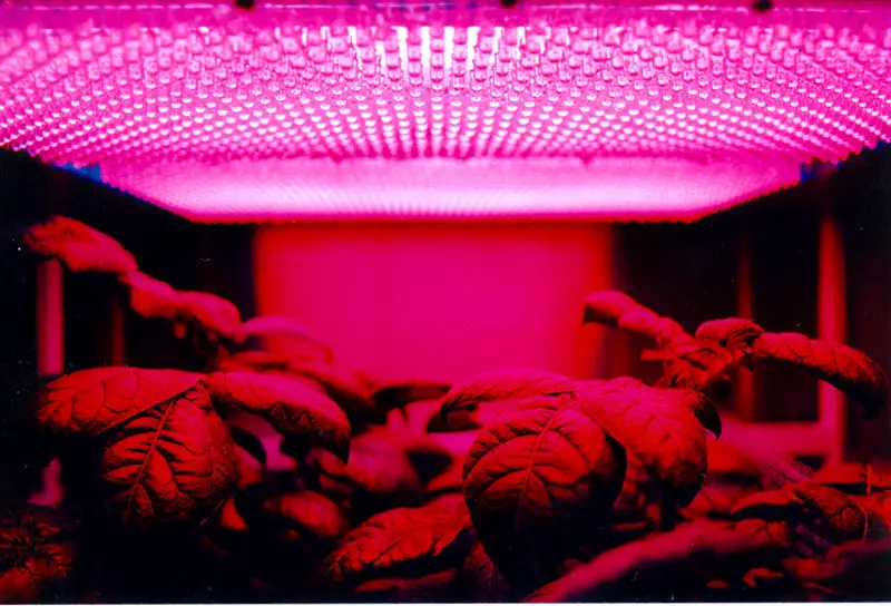 File:LED panel and plants.jpg