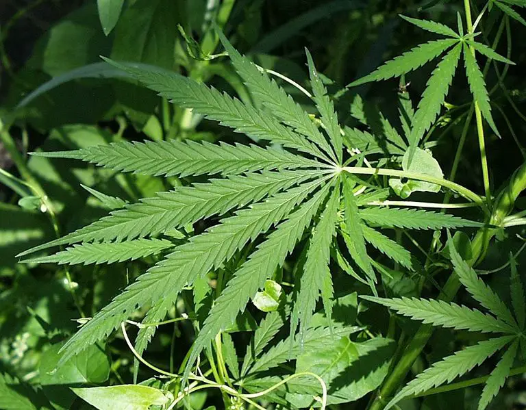 File:Marijuana.jpg