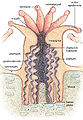 Thumbnail for version as of 12:25, 5 July 2006