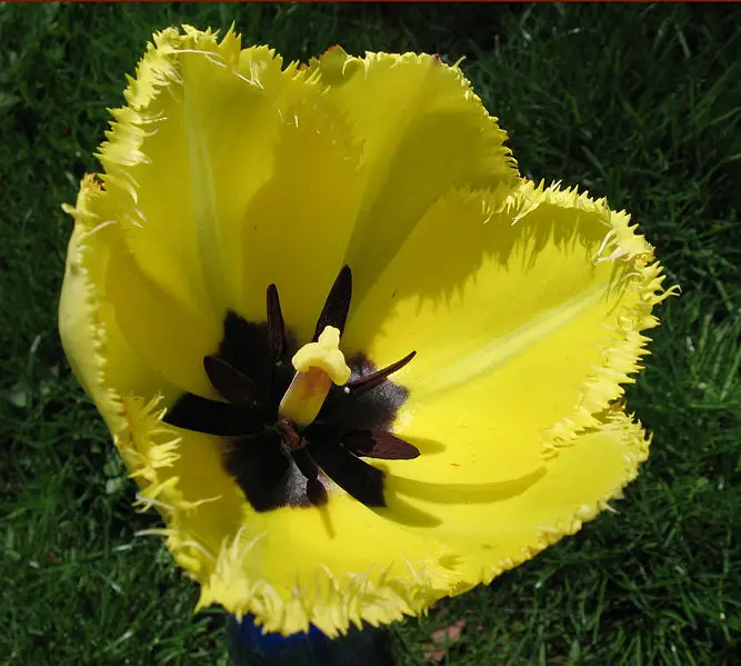 File:Fringed tulip.jpg