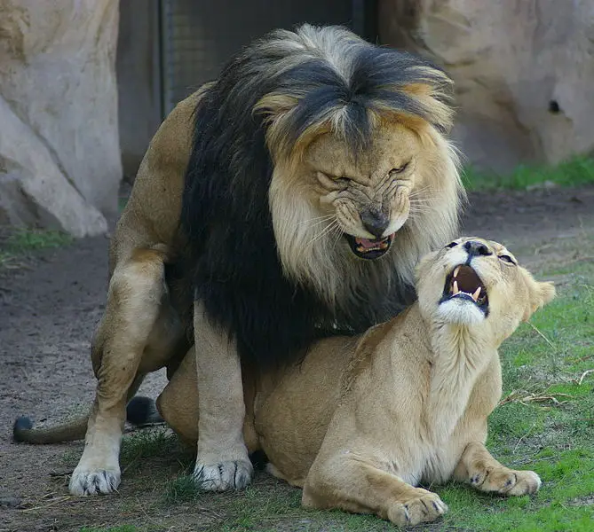File:Lions mating Denver Zoo.jpg