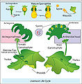 Thumbnail for version as of 18:07, 20 October 2008