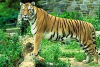 Bengal Tiger (P. tigris tigris)