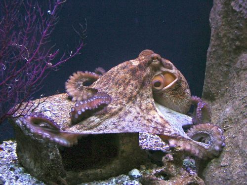 Octopus - New World Encyclopedia