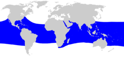 Range of whale shark