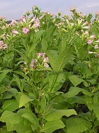 Flowering Nicotiana tabacum