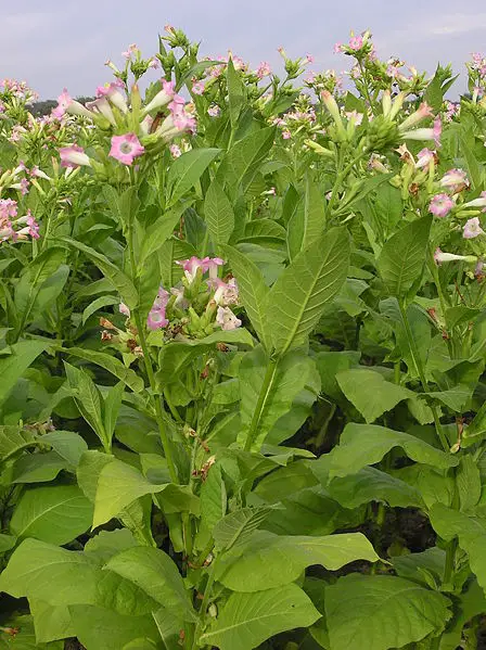 File:Tabak 9290019.JPG