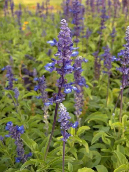 File:Blue Salvia-KayEss-1.JPG