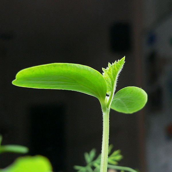 File:Cucumber leaf.jpg
