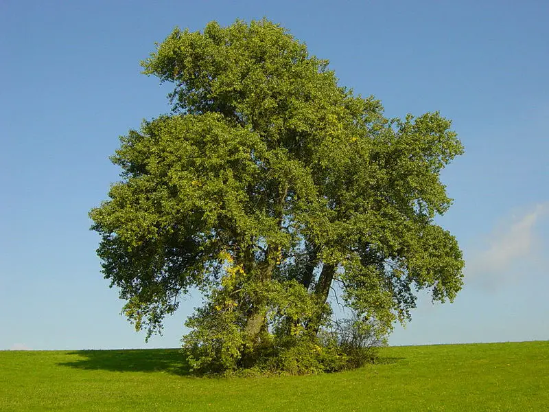 File:Four Poplars.jpg
