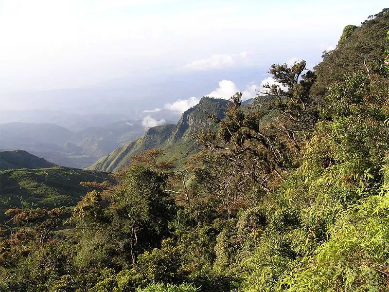 File:Srilankamountainforest.jpg