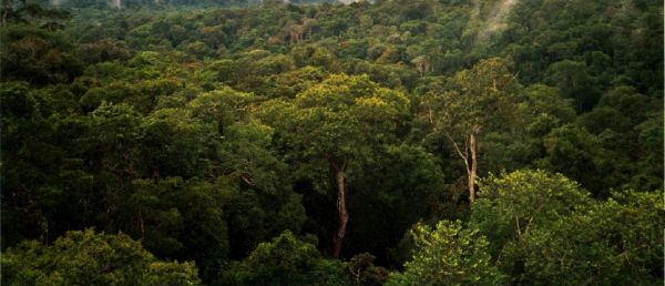 Nature - New World Encyclopedia
