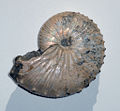 Thumbnail for version as of 19:07, 20 January 2007