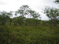 Thumbnail for version as of 08:01, 7 January 2009