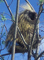 Thumbnail for version as of 01:44, 23 November 2007