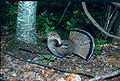 Thumbnail for version as of 23:51, 19 December 2008