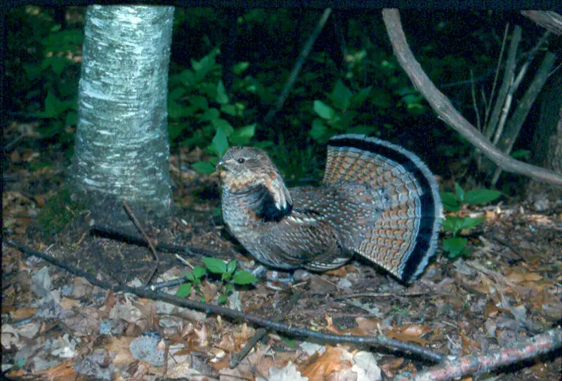 File:Grouse3DonLJohnson.jpg