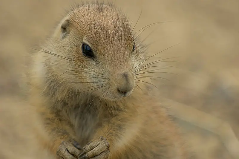 File:Prairie dog camouflage.jpg