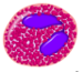 Eosinophil2.png