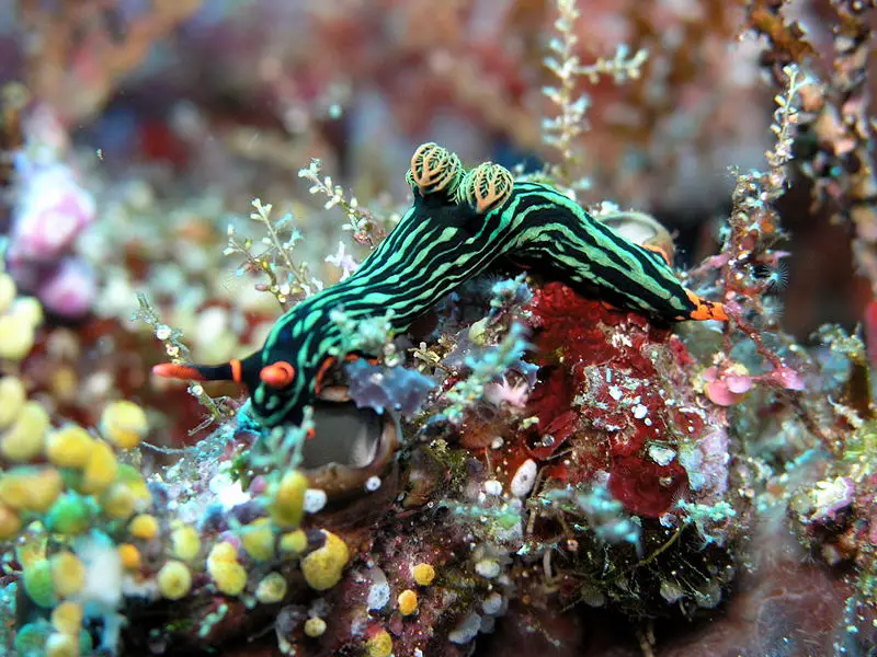 File:Nembrotha kubaryana.JPG