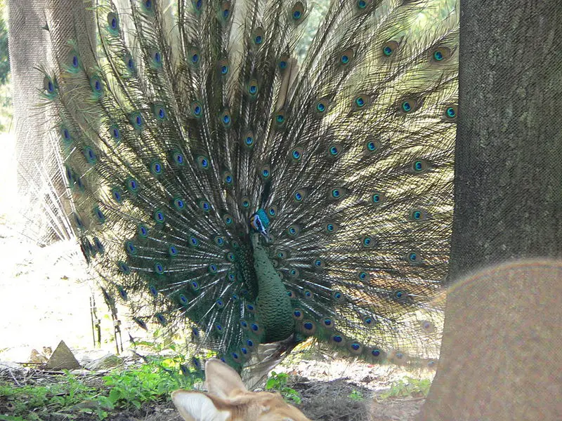 File:Pavo muticus1.jpg