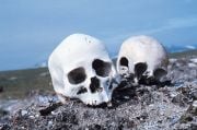 Punuk.Alaska.skulls.jpg