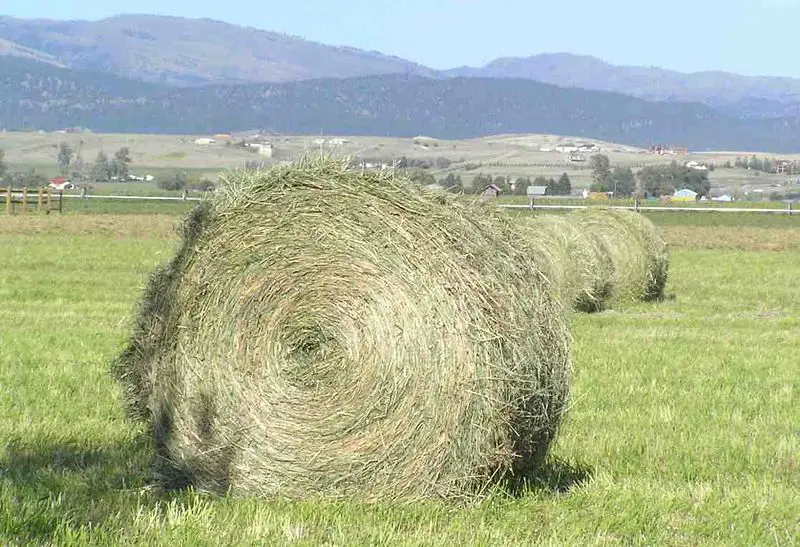 File:Roundbale1.jpg
