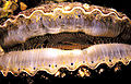 Thumbnail for version as of 12:39, 8 October 2008