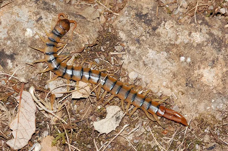 File:Scolopendra fg01.JPG