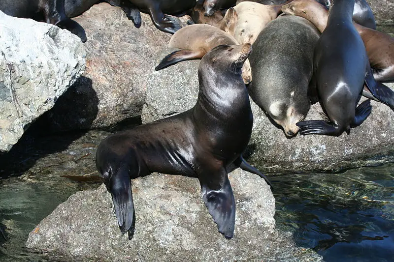 File:Sealion052006.JPG