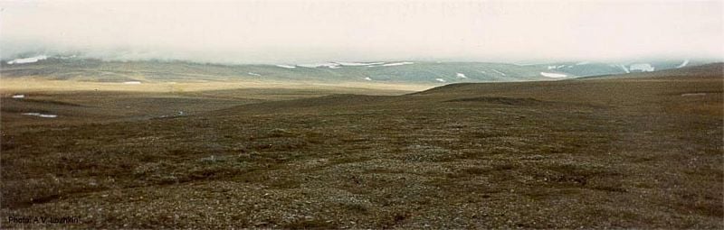 Arctic tundra on Wrangel Island