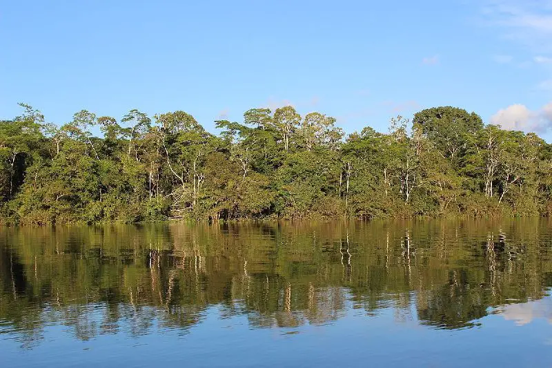 File:Amazon Rainforest.jpg