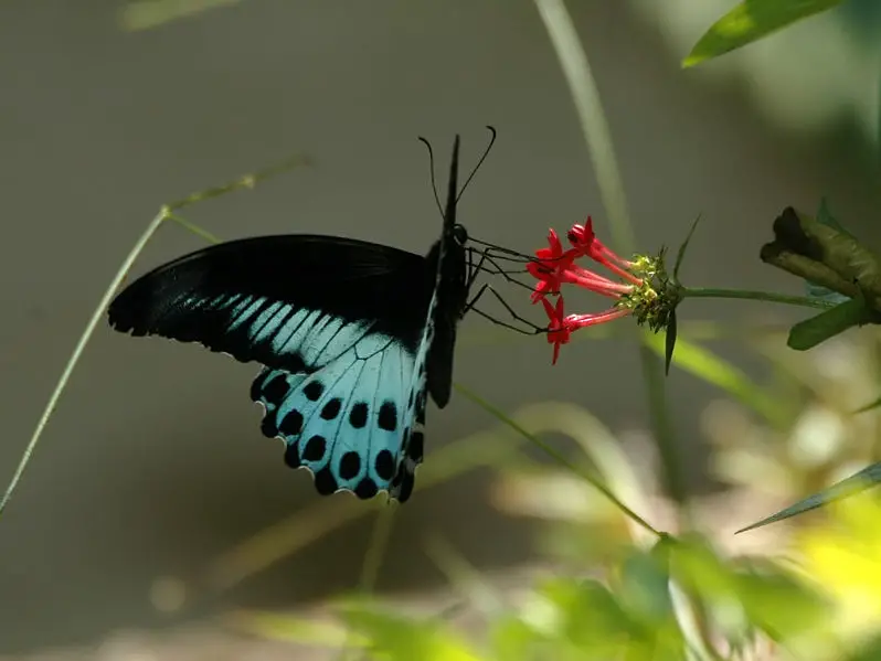 File:Blue mormon.jpg