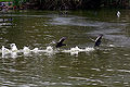 Thumbnail for version as of 17:22, 22 January 2009