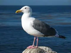 Gull - New World Encyclopedia