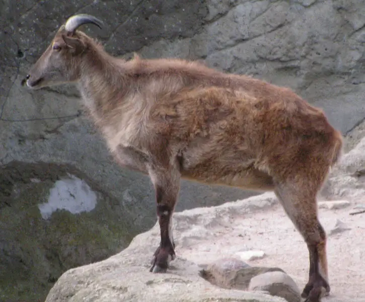 File:Himalaja-Tahr.JPG