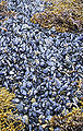 Thumbnail for version as of 02:25, 10 February 2007