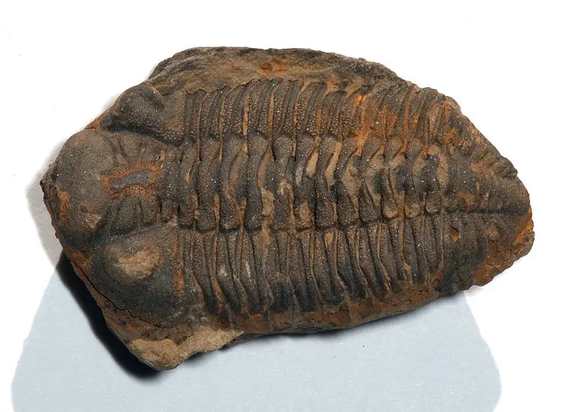 File:Trilobite Metacryphaeus.jpg