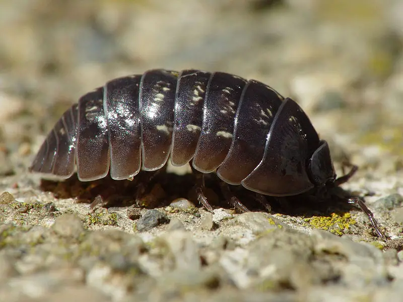 File:Armadillidium vulgare 001.jpg