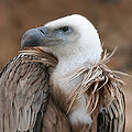Thumbnail for version as of 15:39, 6 December 2007