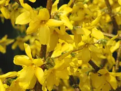 Forsythia New World Encyclopedia