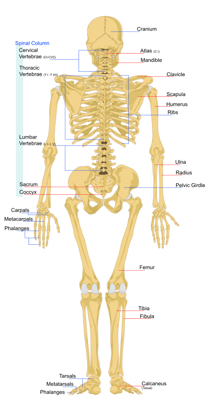 Human skeleton back en.svg