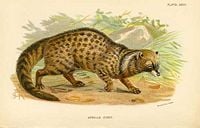 African civet, Civettictis civetta