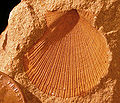 Thumbnail for version as of 12:43, 8 October 2008