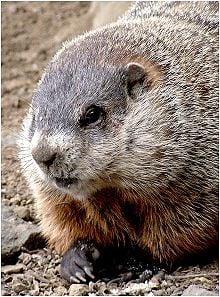 Closeup groundhog.jpg