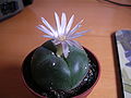 Thumbnail for version as of 03:30, 8 January 2009