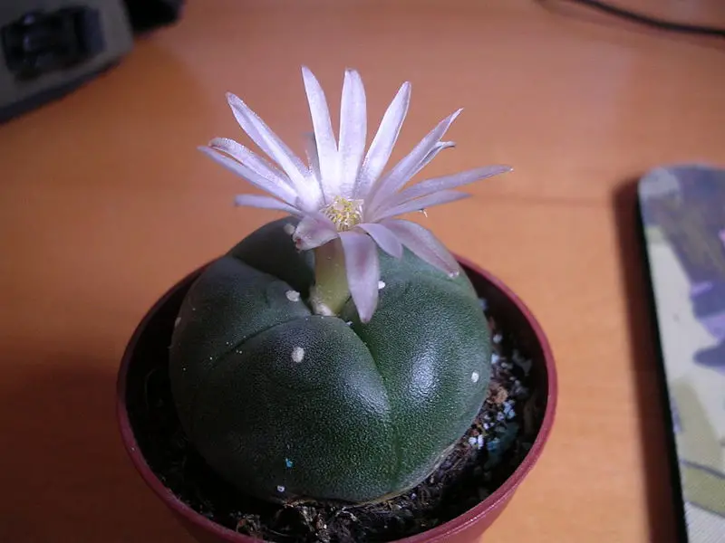 File:Flowering peyote cactus.jpg
